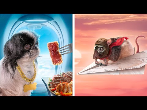 Бедный владелец животного против богатого.mp4 смотреть онлайн