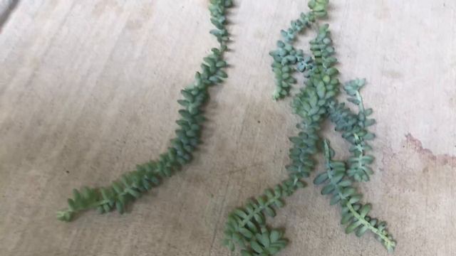 Sedum Morganianum Disaster