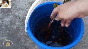 Как правильно посадить пионы весной в открытый грунт