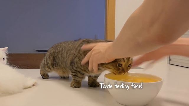 Will LuLu Eat An Ostrich Egg? | Kittisaurus