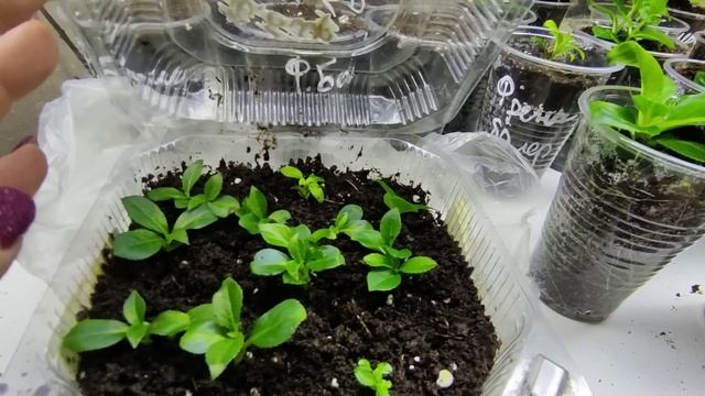 Гортензия Френч Болеро ? Размножение зимой ,без ущерба для растения ? смотреть онлайн