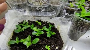 Гортензия Френч Болеро ? Размножение зимой ,без ущерба для растения ?