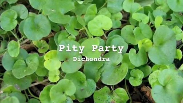 Dichondra - Pity Party смотреть онлайн