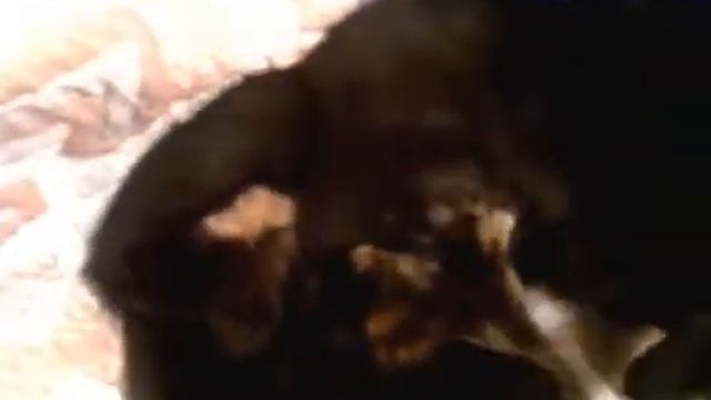 ШОК! Котенок пьет молоко у котенка! смотреть онлайн