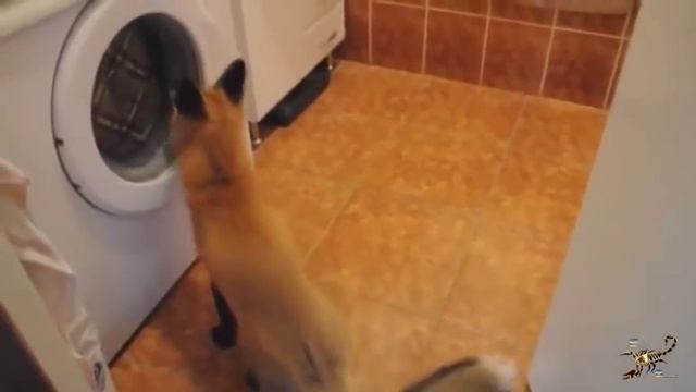 Лиса - сестрица на диване решила повеселиться