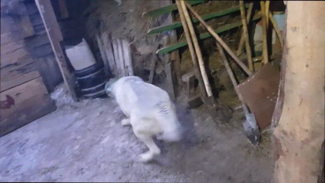 приезд ветврача смотреть онлайн