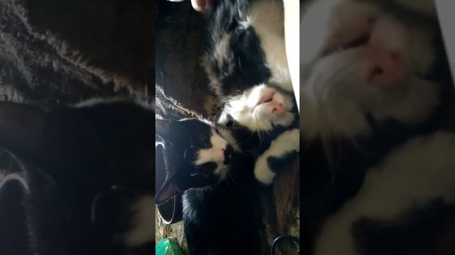 Кот Пушистик спит храпит, а братик его моет Cat Fluffy slipping and snoring and his brother washing смотреть онлайн