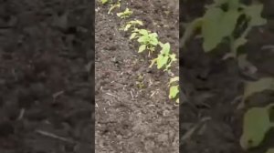 Ротационная борона-мотыга RUBBLE 6000. Работа по подсолнечнику!