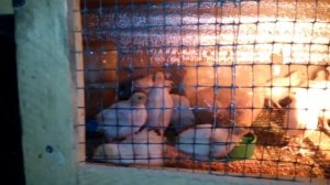 Каким кормом кормить перепелов. Большой вес это норма?