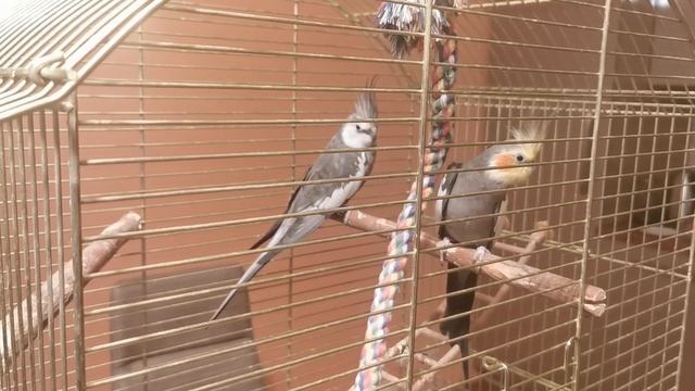 Попугайчики корелла в нашем доме. смотреть онлайн