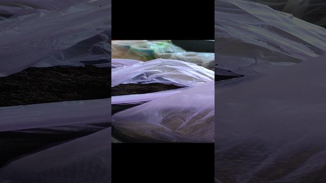 Хотите ранние огурцы! Сажаем так! смотреть онлайн