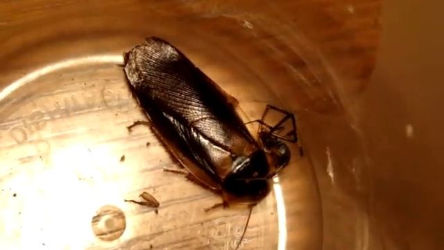 Latrodectus geometricus feeding Part 1 смотреть онлайн