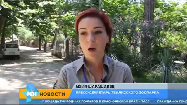 В Грузию вернули пингвина, который убежал в Азербайджан, 20 июня 2015 смотреть онлайн