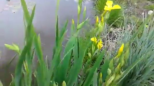 Ирис водяной. смотреть онлайн