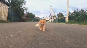 Почему кошки ложатся на спину при виде вас