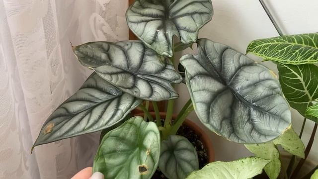 МЕГА цветочный ОБЗОР растений на лоджии ??? смотреть онлайн