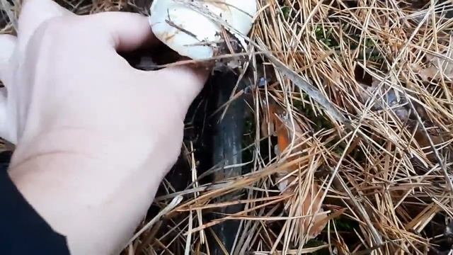 Влог о том, как мы ходили за грибами, а встретили лосят и волка. Наш выходной день. смотреть онлайн