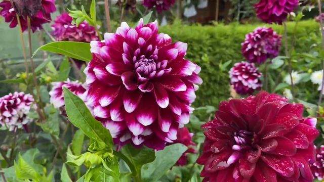 ДАЧА В ГЕРМАНИИ.НЕМЦЫ С КАЗАХСТАНА.НЕУДАЧНЫЙ СЕЗОН. смотреть онлайн