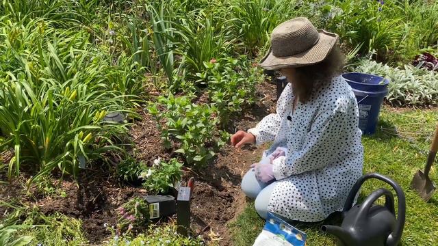 PLANTING GILES VAN HEES VERONICA AND POP STAR BALOON FLOWER FRONT OF PERENNIAL BORDER🌞 смотреть онлайн