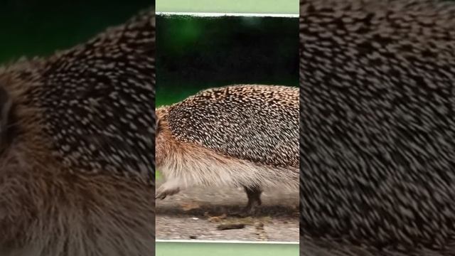 Вздутие ежа смотреть онлайн