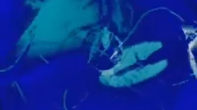 ЦИРК на воде Яны Шевченко «Гимнастки на воздушном корабле» смотреть онлайн