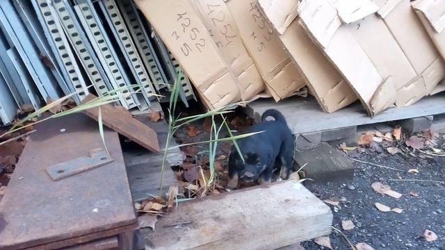 VID_20151102 Щенки смотреть онлайн