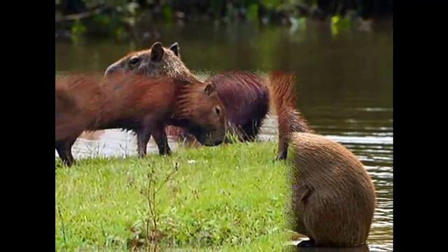 Капибара — Capybara смотреть онлайн