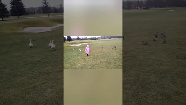 Гуси лебеди летят утки смотреть онлайн