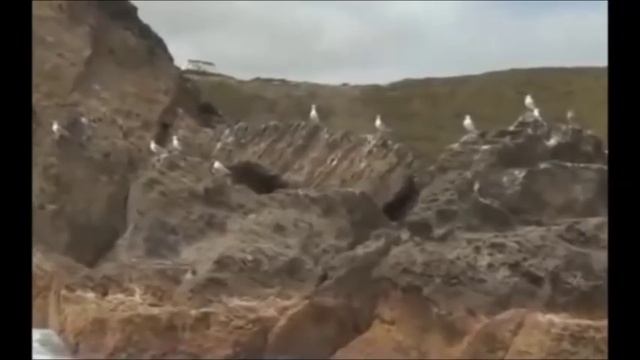 Интересная история: Канада. Пальмы. Ночная ваза.