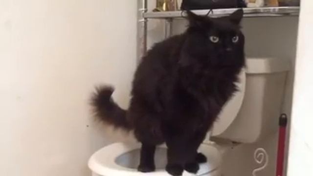 CAT POOPS IN TOILET (black Cat Named Wolf)
