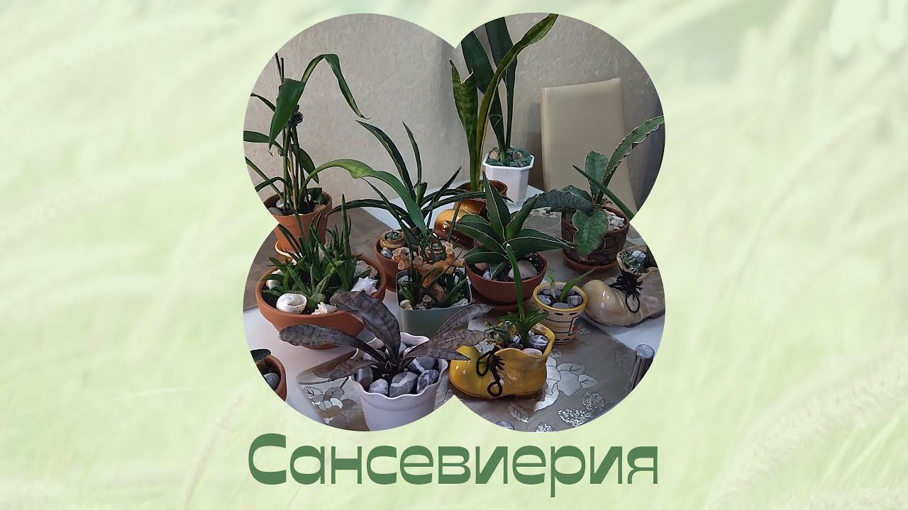 Только тем, кто это любит. Сансевиерия. Пересадка. смотреть онлайн