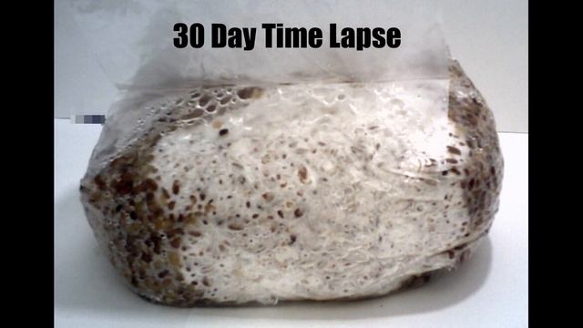30 Day 5Grain Spawn Bag Time Lapse смотреть онлайн