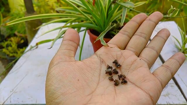 How to Harvest Spider Plant Seeds ||Chlorophytum Comosum смотреть онлайн