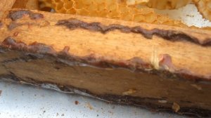 Пчеловодство.Что такое прополис. Как и где его собирать. Где используют прополис. #прополис  #Пчелы