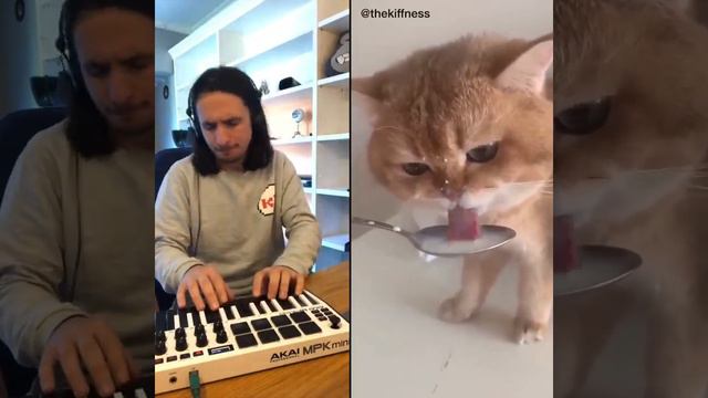 Кот пьёт молоко и поёт | The Kiffness X NumNum Cat (Live Looping Balkan Remix) смотреть онлайн