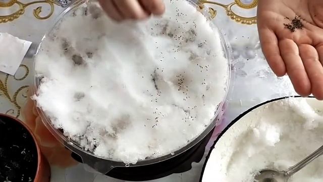 АГЕРАТУМ: ПОСАДКА НА СНЕГ смотреть онлайн