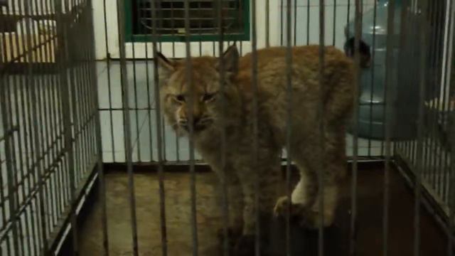 Рысенок смотреть онлайн