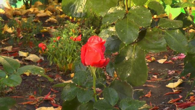 Сегодня Целостности День, когда из пониманья фрагментарности Сознания, Идём в свои глубины... смотреть онлайн