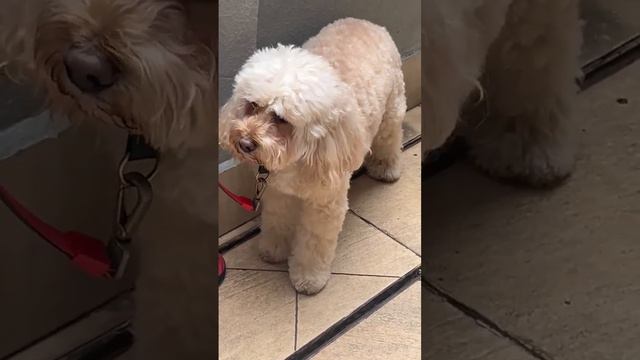 WAITING AFTER WALKING #best #dog #pets #shortvideo смотреть онлайн