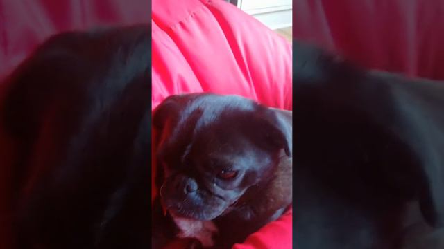 doggggggs смотреть онлайн