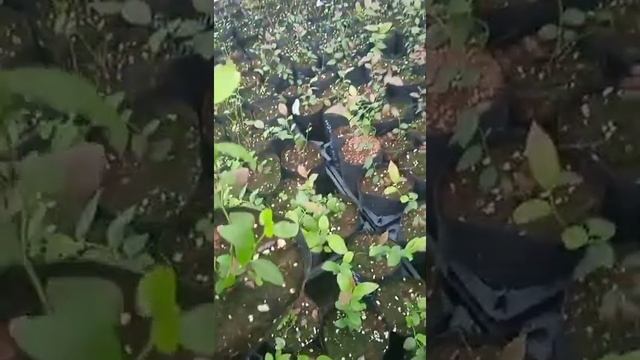 Голубика Пинк Лимонад (саженцы) на 3 июля 2022 года. смотреть онлайн