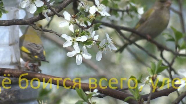 Редкая птица Подмосковья, занесена в Красную книгу смотреть онлайн