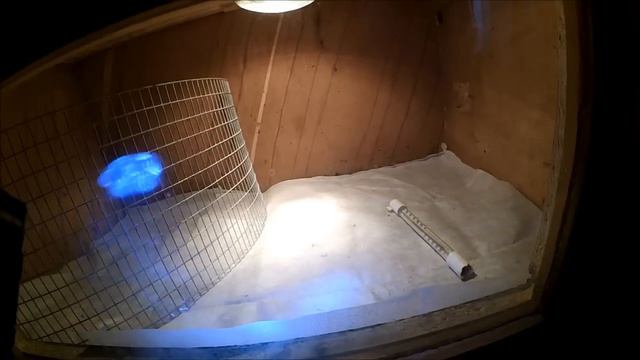 Инкубация вторая // Начало вывода // Разведение кур