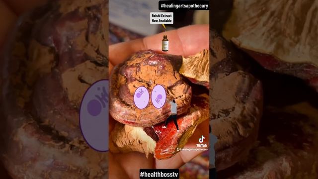 Reishi Mushroom Did you know? смотреть онлайн