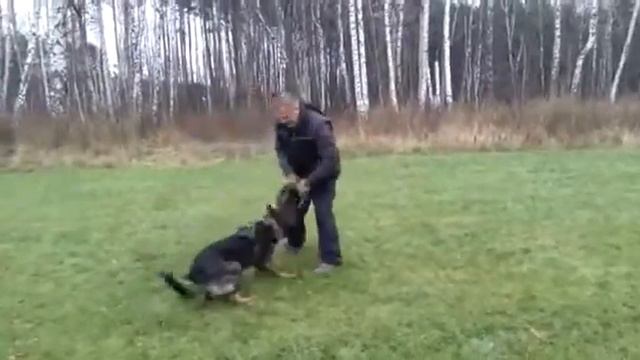 Тренировка собаки с кольцом смотреть онлайн