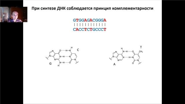 Основы молекулярной и клеточной биологии, Лекция 2. Клеточный цикл. Репликация ДНК