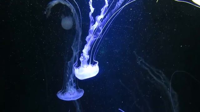 Видео фон, футаж, заставка, морские обитатели. смотреть онлайн