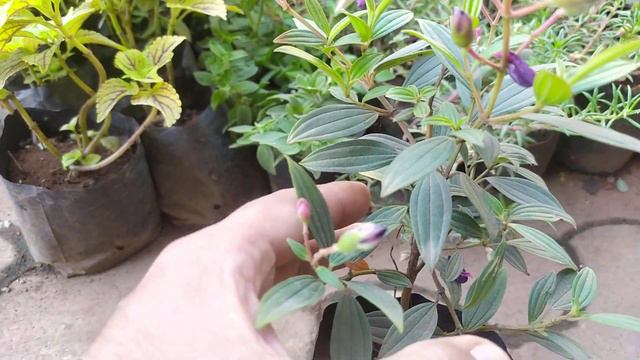 Melastoma plant / Melastoma plant care / Melastoma plant sunlight смотреть онлайн