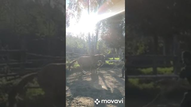 Сапсан. конная дача В Избушке приглашает смотреть онлайн