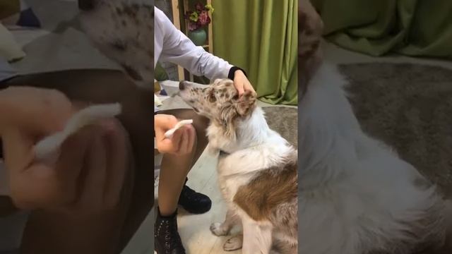 Уход за ушами у собак. смотреть онлайн
